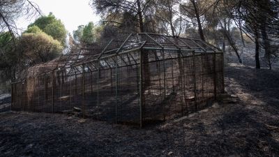 Zonas calcinadas en los alrededores del Pantano de San Juan tras el paso del incendio forestal en la Sierra Oeste de Madrid