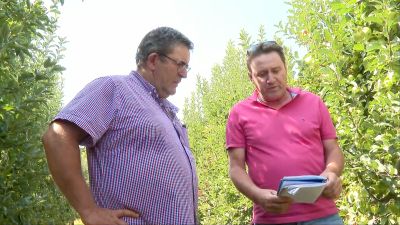 Esta semana los peritos visitan por segunda vez los campos para ver la calidad de la fruta.