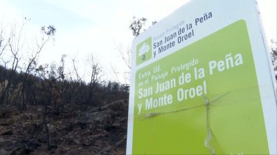 La flora del Paisaje Protegido de San Juan de la Peña y Monte Oroel se compone, entre otros, de pino silvestre, hayas, abetos, encinas y quejigos. / Aragón TV