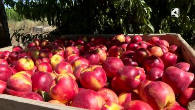 Comenzó con la recogida de la cereza a finales de abril, y finalizará en octubre con el melocotón de Calanda.