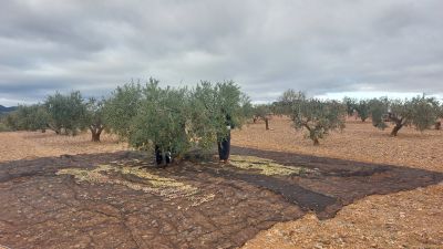 Olivos cultivados en tierras aragonesas. EUROPA PRESS10/12/2024
