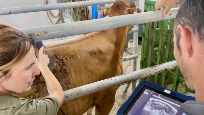 El proyecto tiene como objetivo mejorar la selección de vacas reproductoras destinadas a carne.