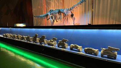 Restos del Diplodocus hallado en El Castellar y expuestos en el museo de Dinópolis.