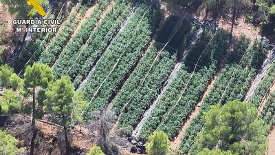 La plantación detectada por la Guardia Civilo, desde el aire