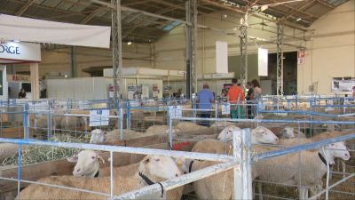 La Fería agrícola Femoga cumple 40 ediciones