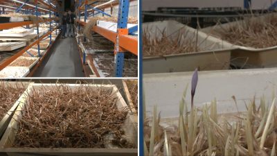 Una empresa de Teruel logra cultivar azafrán sin depender de la climatología