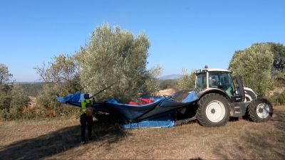 Los agricultores comienzan con la campaña de recogida de la oliva en la Sierra de Guara
