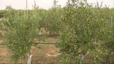 El futuro de muchos campos de secano pasan por conseguir la estabilidad que da el regadío.