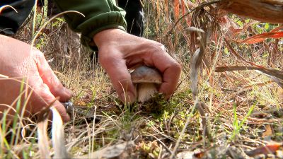 La recolección de setas debe realizarse sin remover el suelo, ni alterar la capa vegetal.