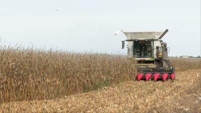 La comarca de Los Monegros es la mayor productora de maíz en Aragón con casi 28.000 hectáreas.
