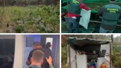 La plantación de marihuana ha sido desmantelada en un monte de la comarca la Hoya de Huesca